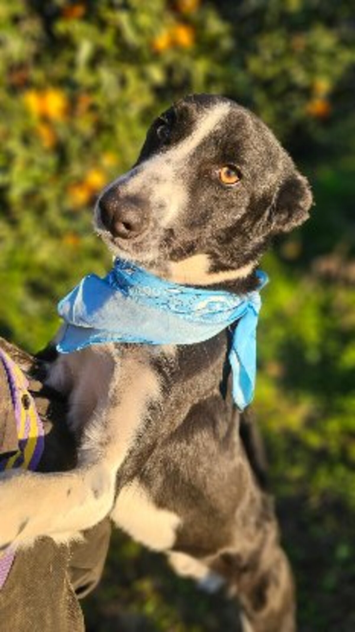 Adoption Rony