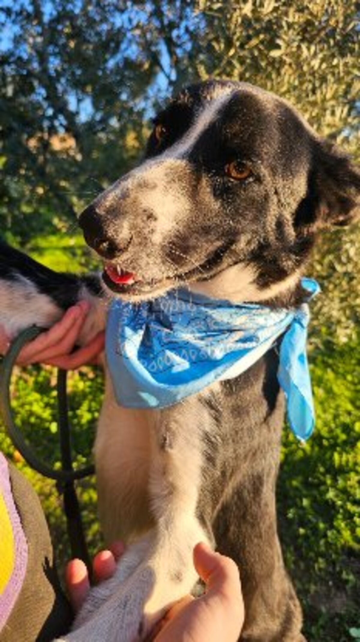 Adoption Rony