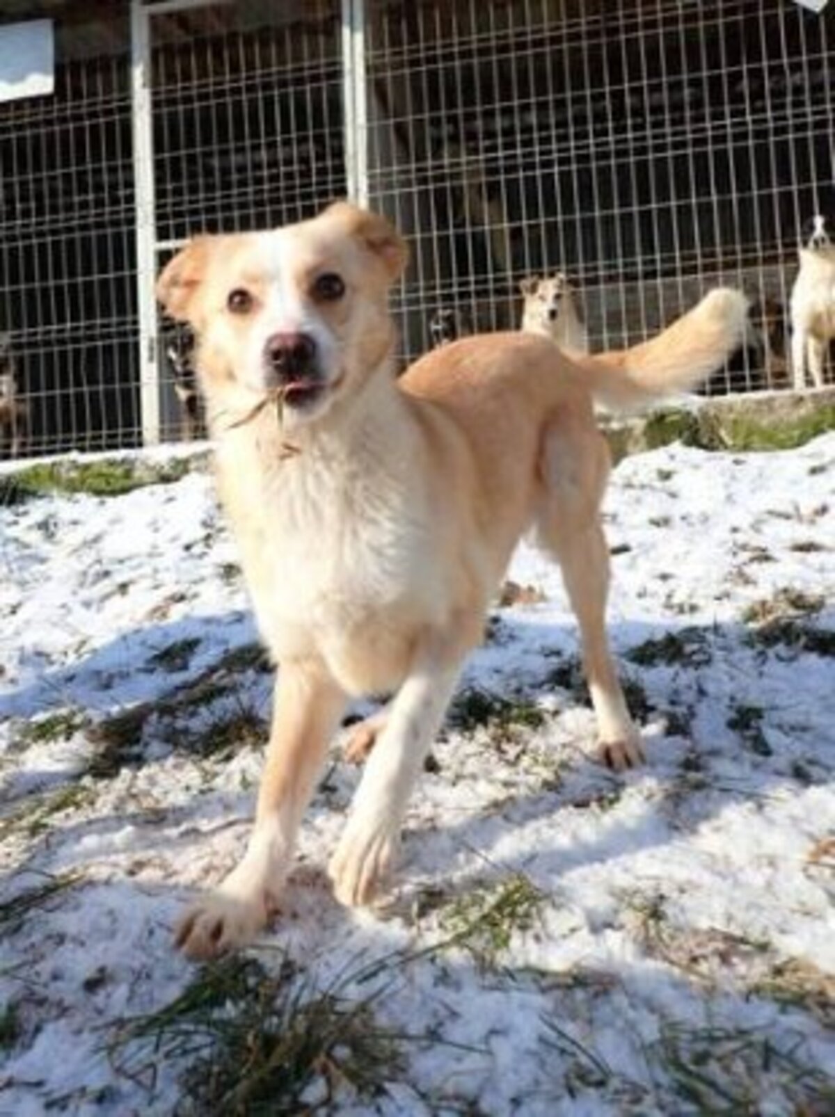 Adoption Rosalie