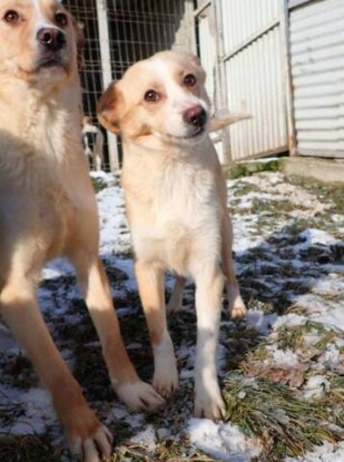 Adoption Rosalie