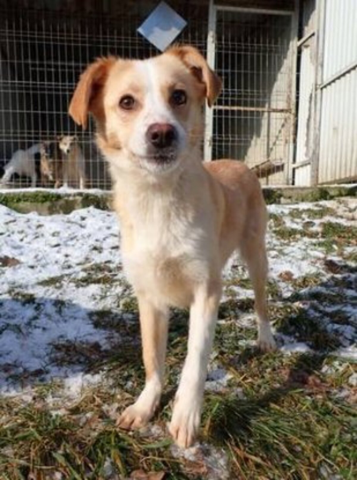 Adoption Rosalie