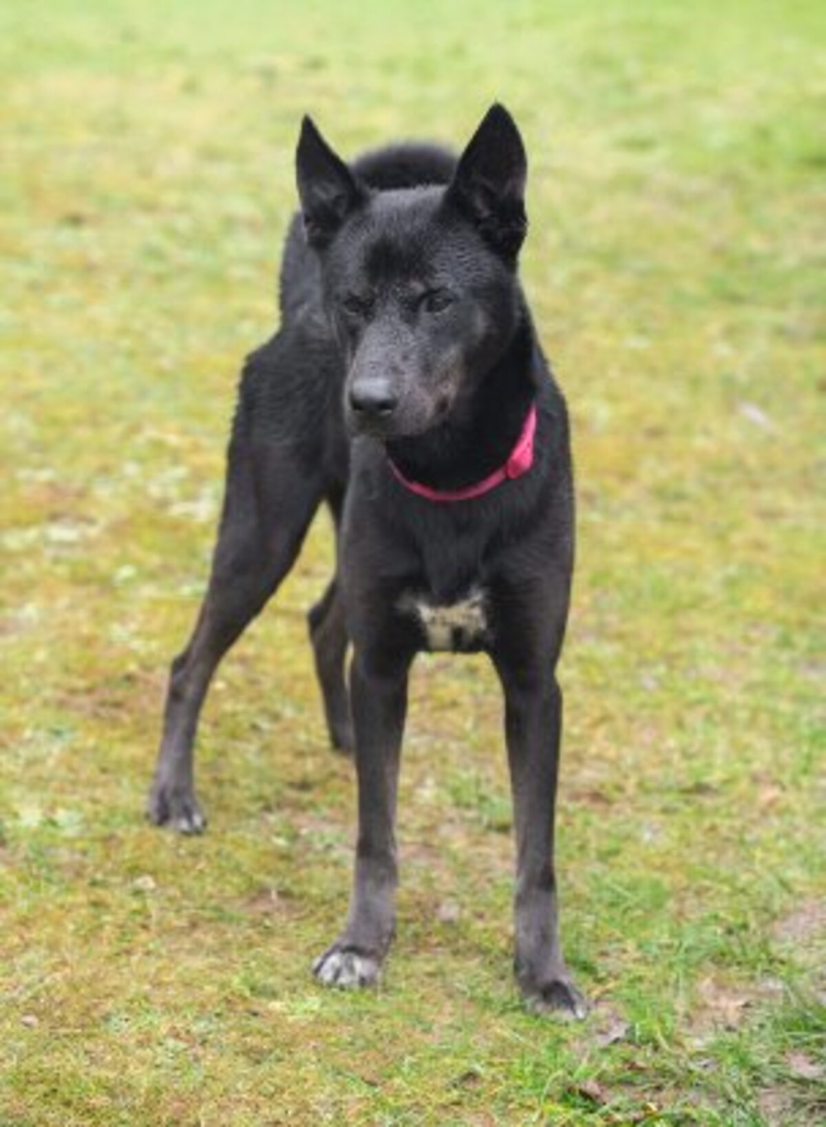 Adoption Rosco