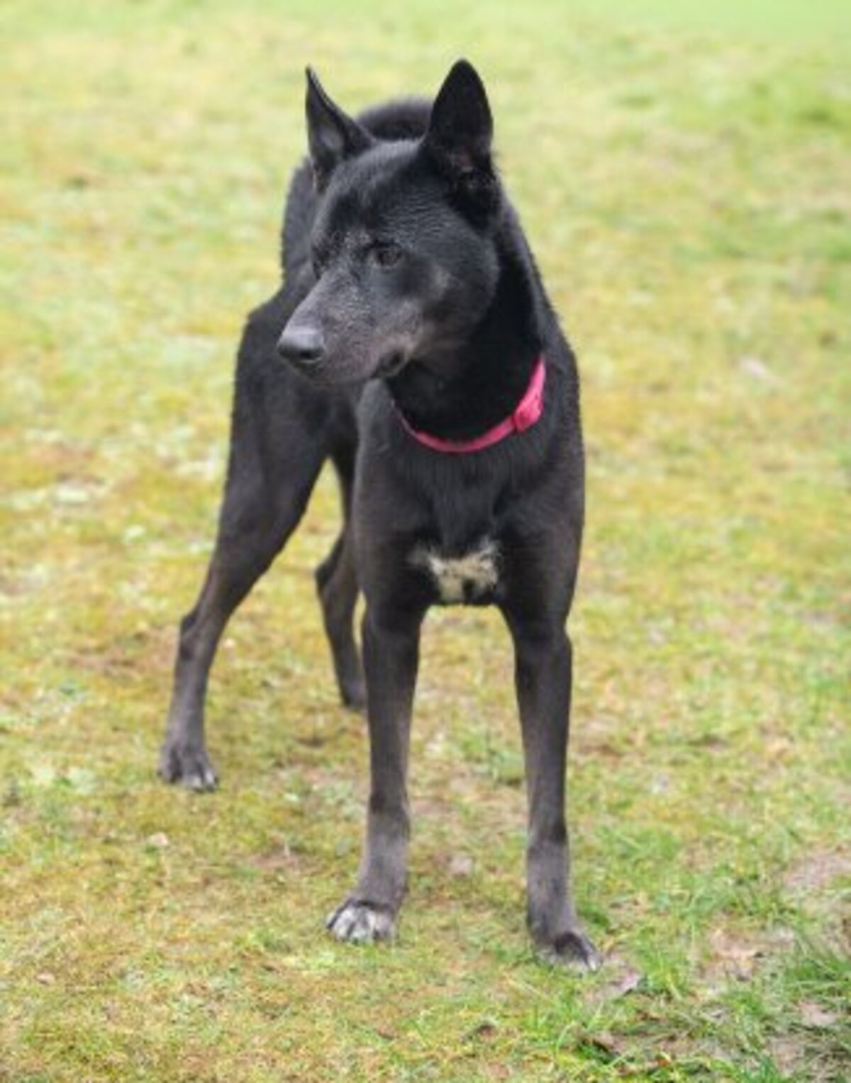 Adoption Rosco