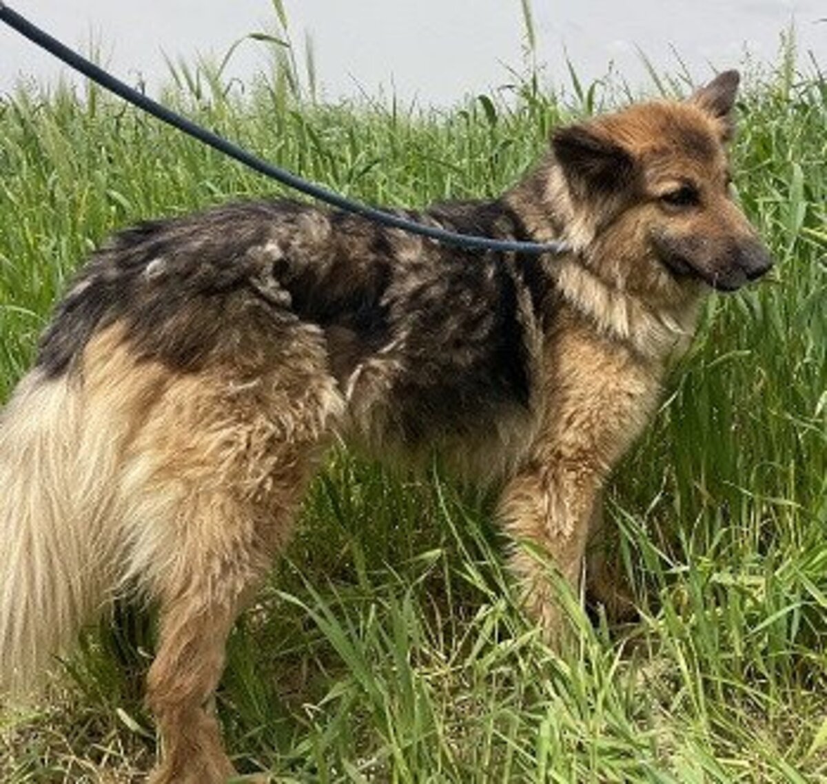 Adoption Roxane