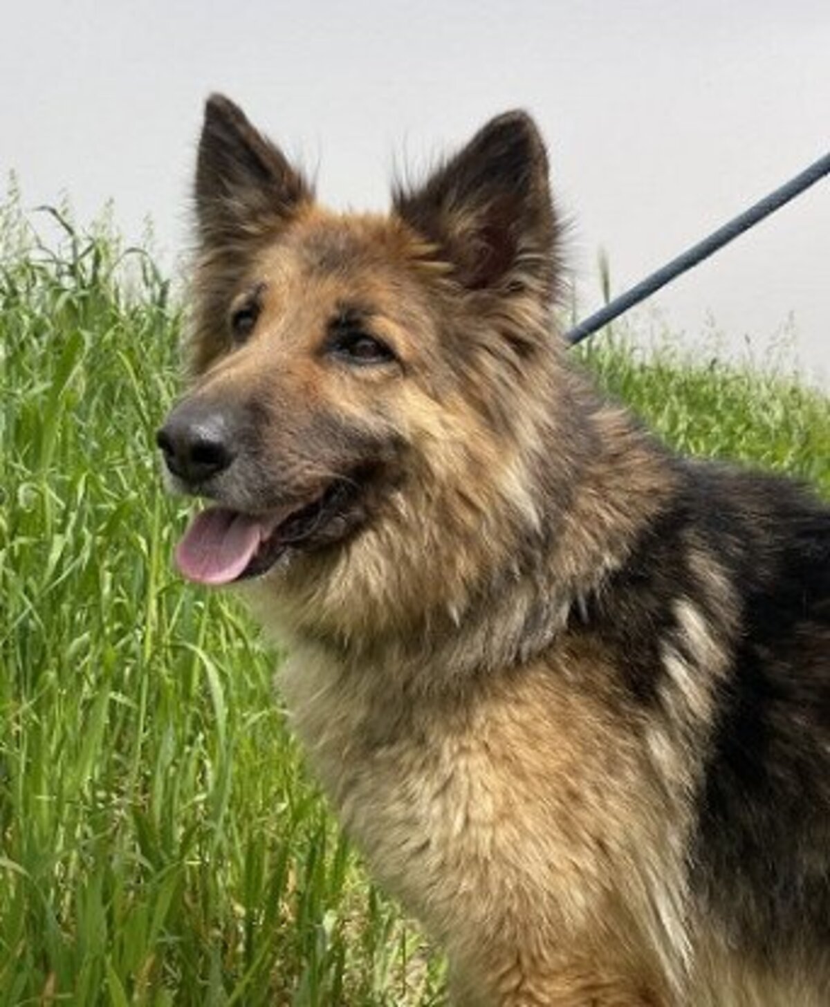 Adoption Roxane