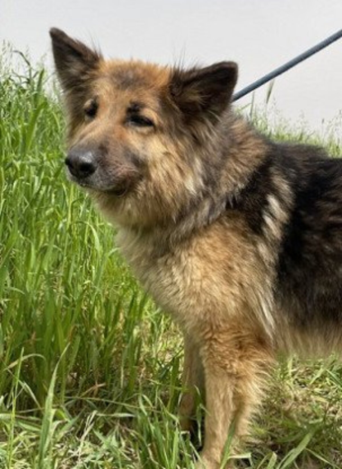 Adoption Roxane