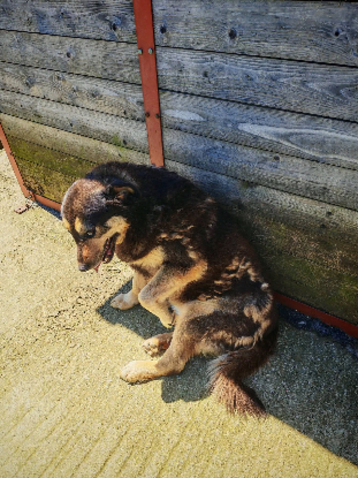 Adoption Roxi