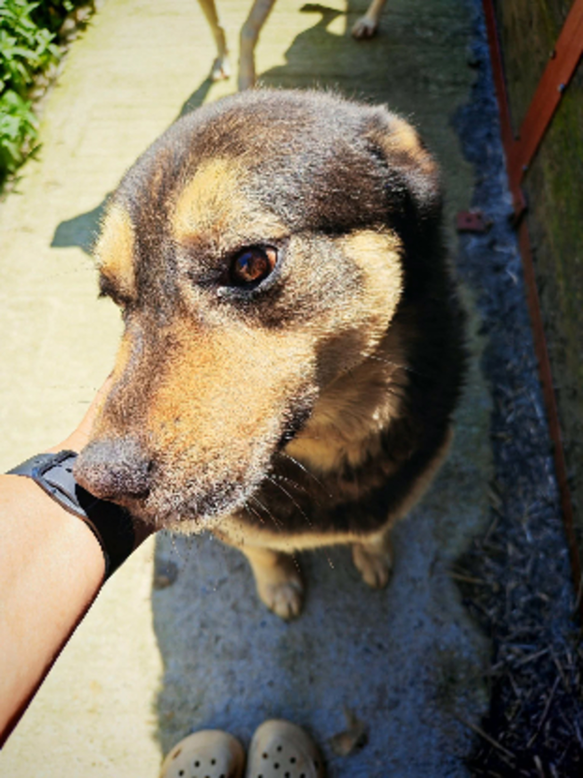Adoption Roxi