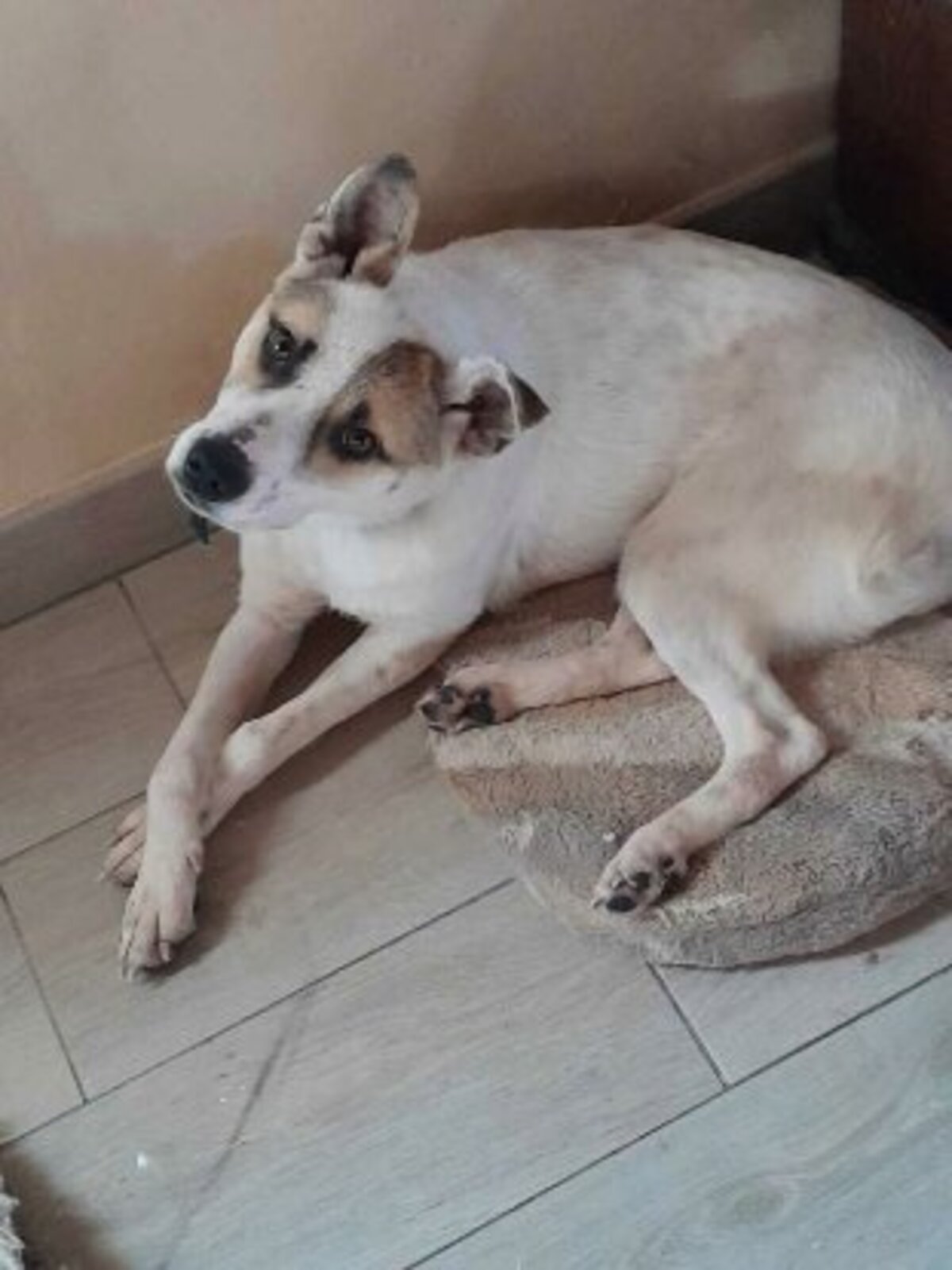 Adoption Roxine