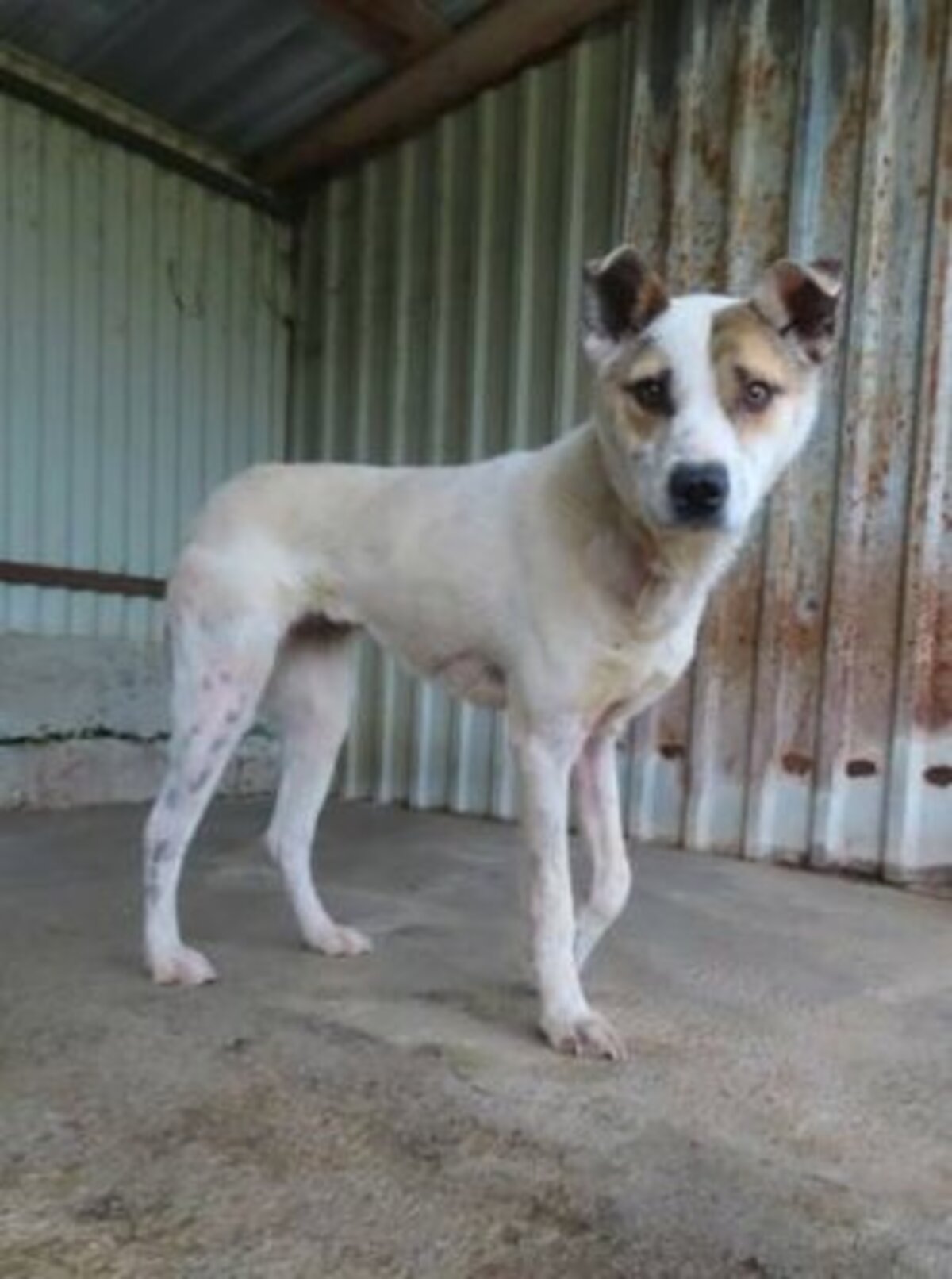 Adoption Roxine