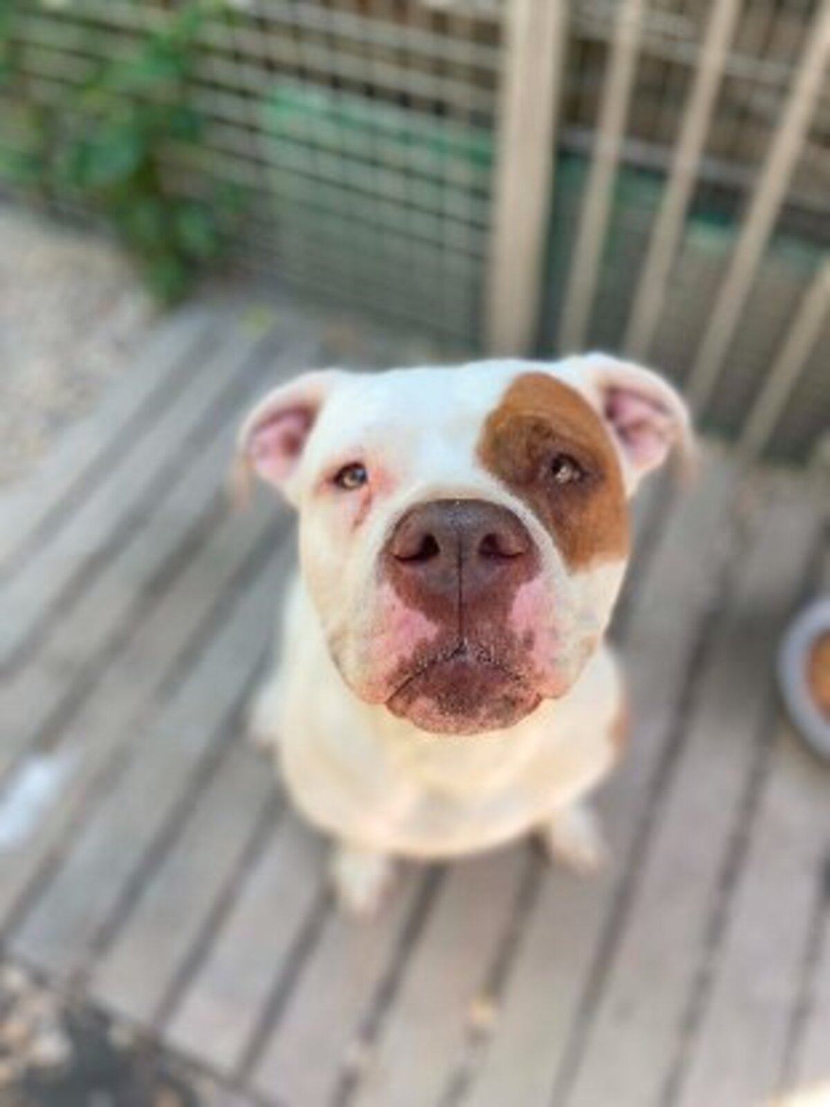 Adoption Roxy