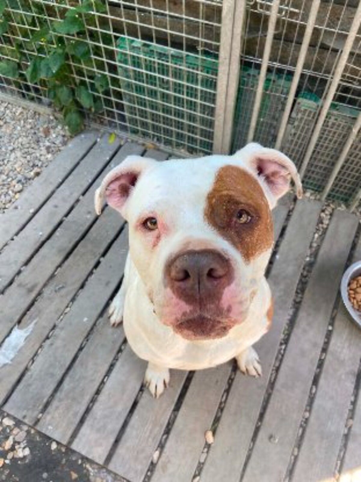Adoption Roxy