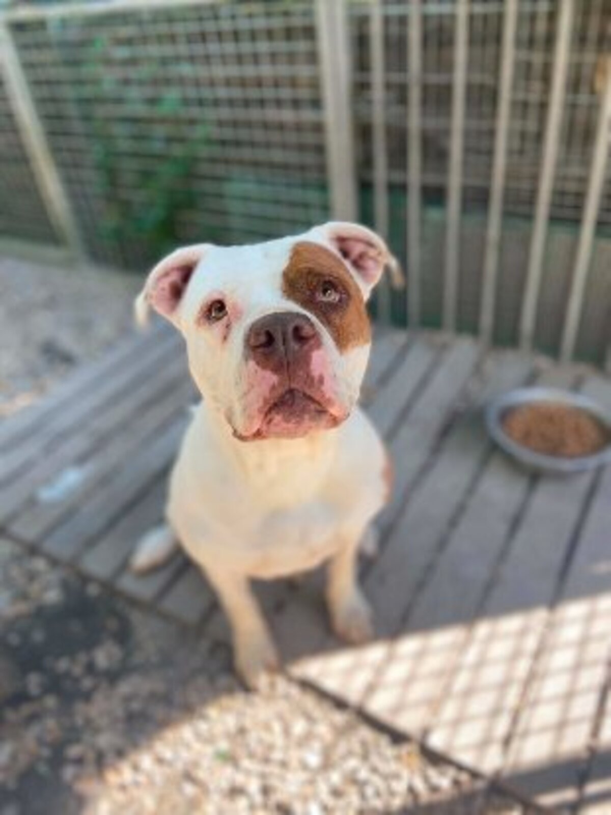 Adoption Roxy