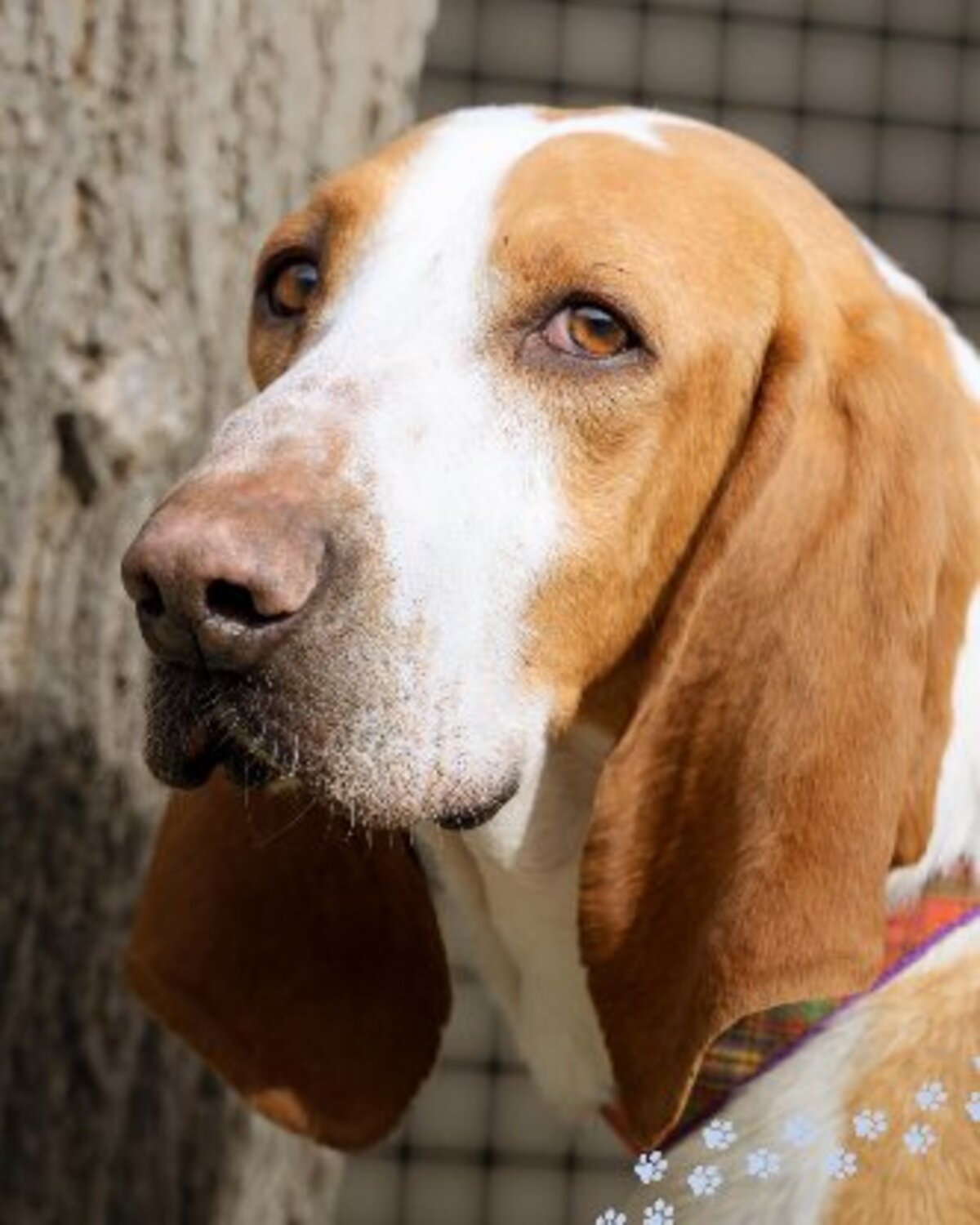 Adoption Ruben