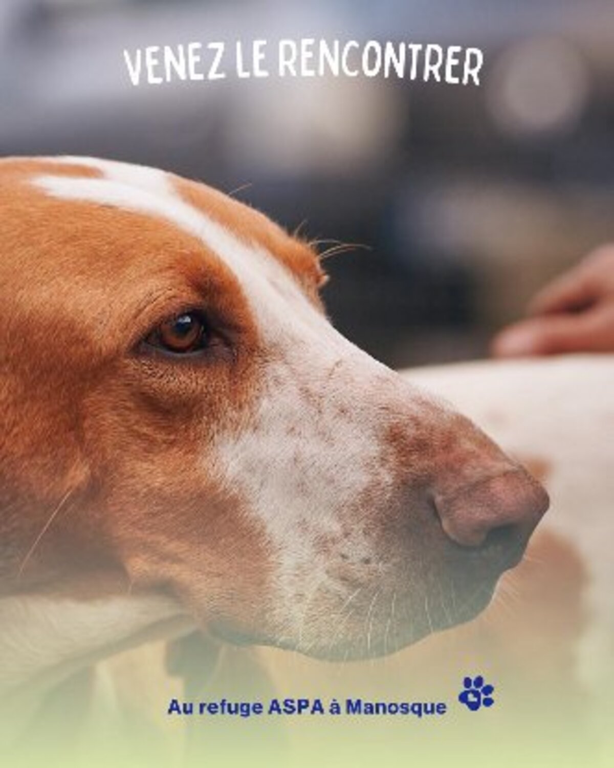 Adoption Ruben