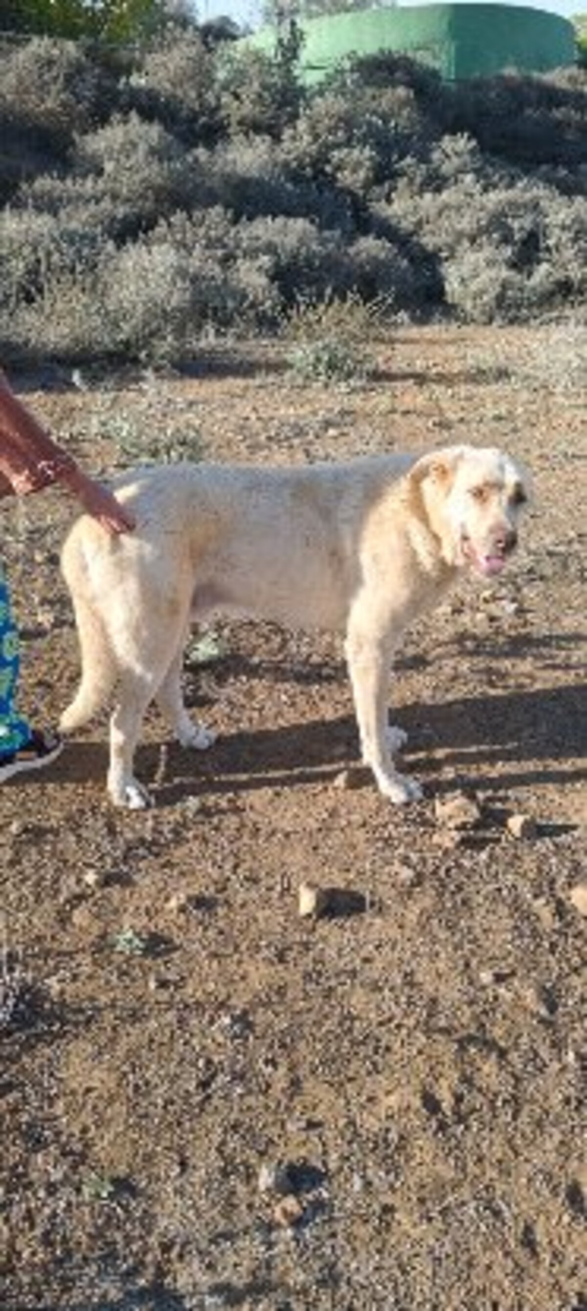 Adoption Rubio