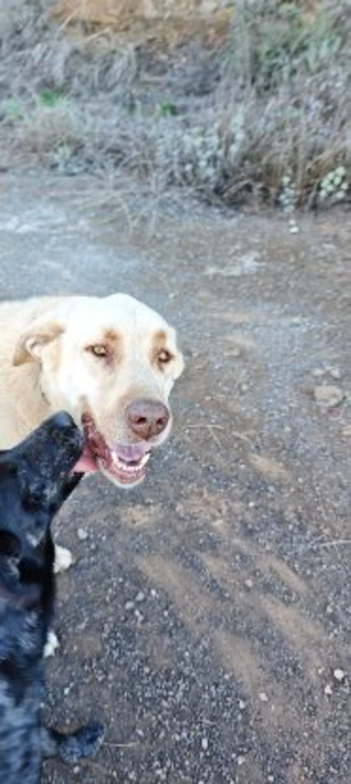 Adoption Rubio
