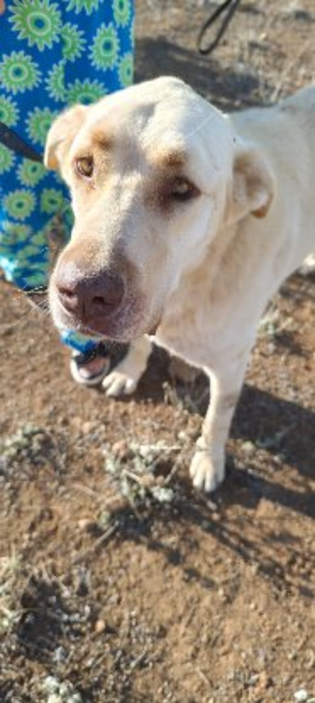 Adoption Rubio