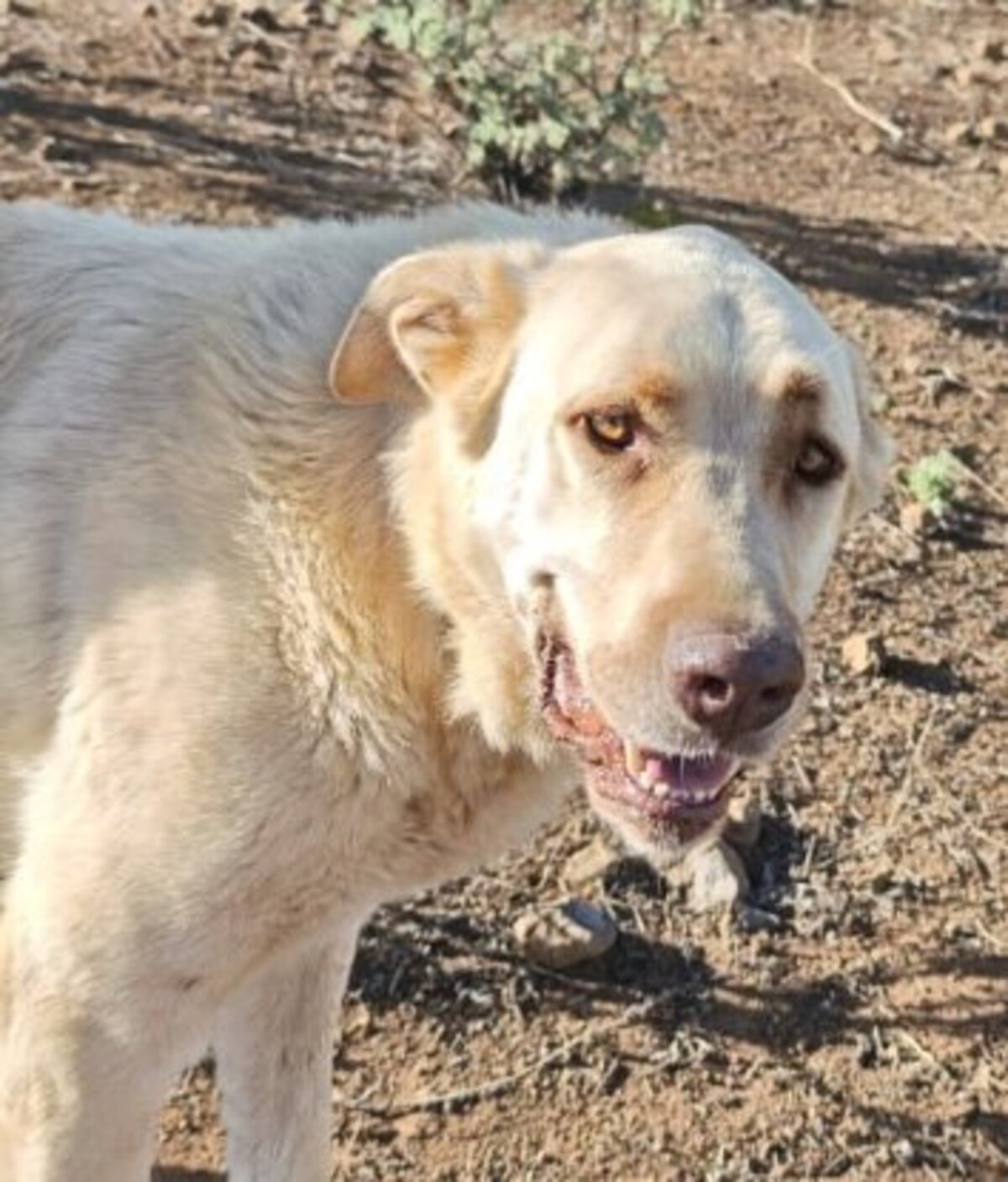 Adoption Rubio