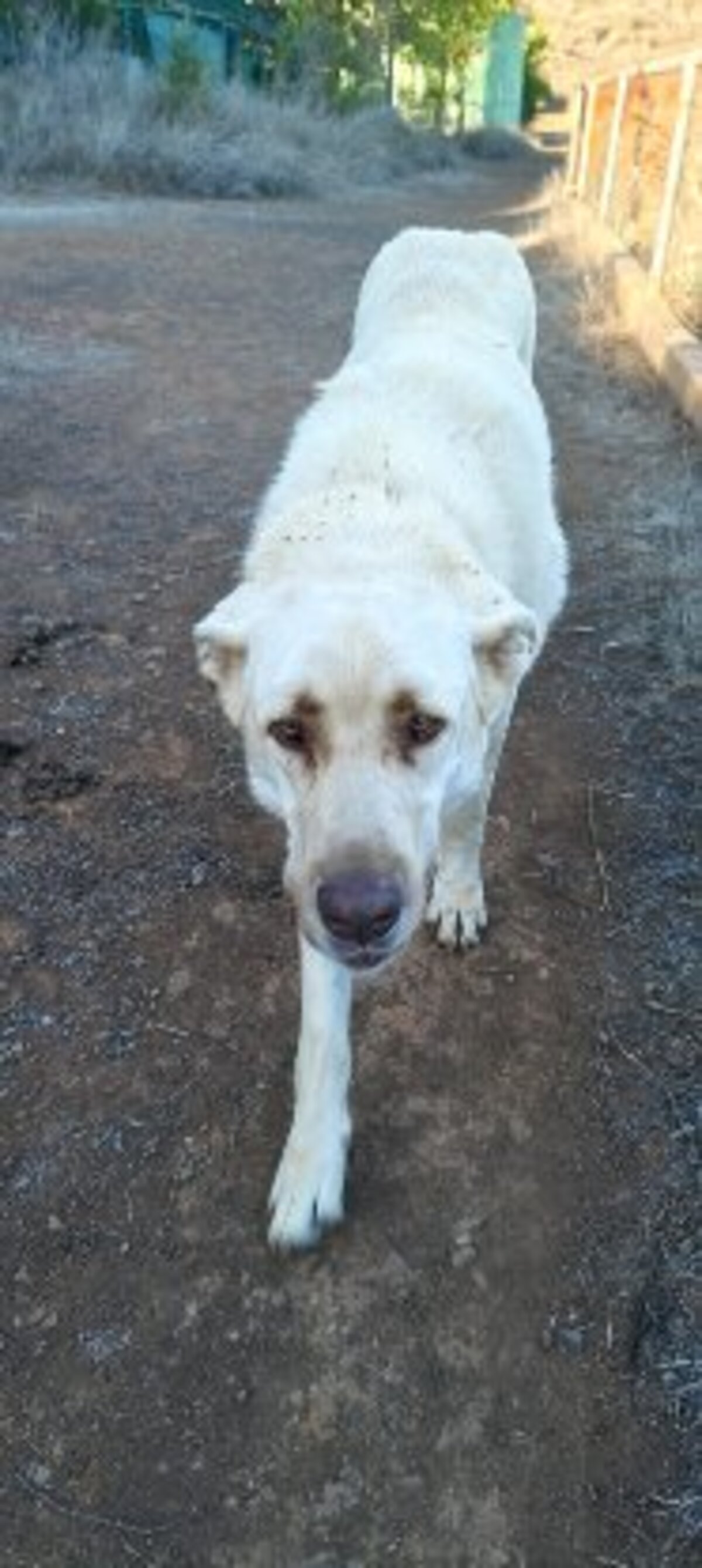 Adoption Rubio
