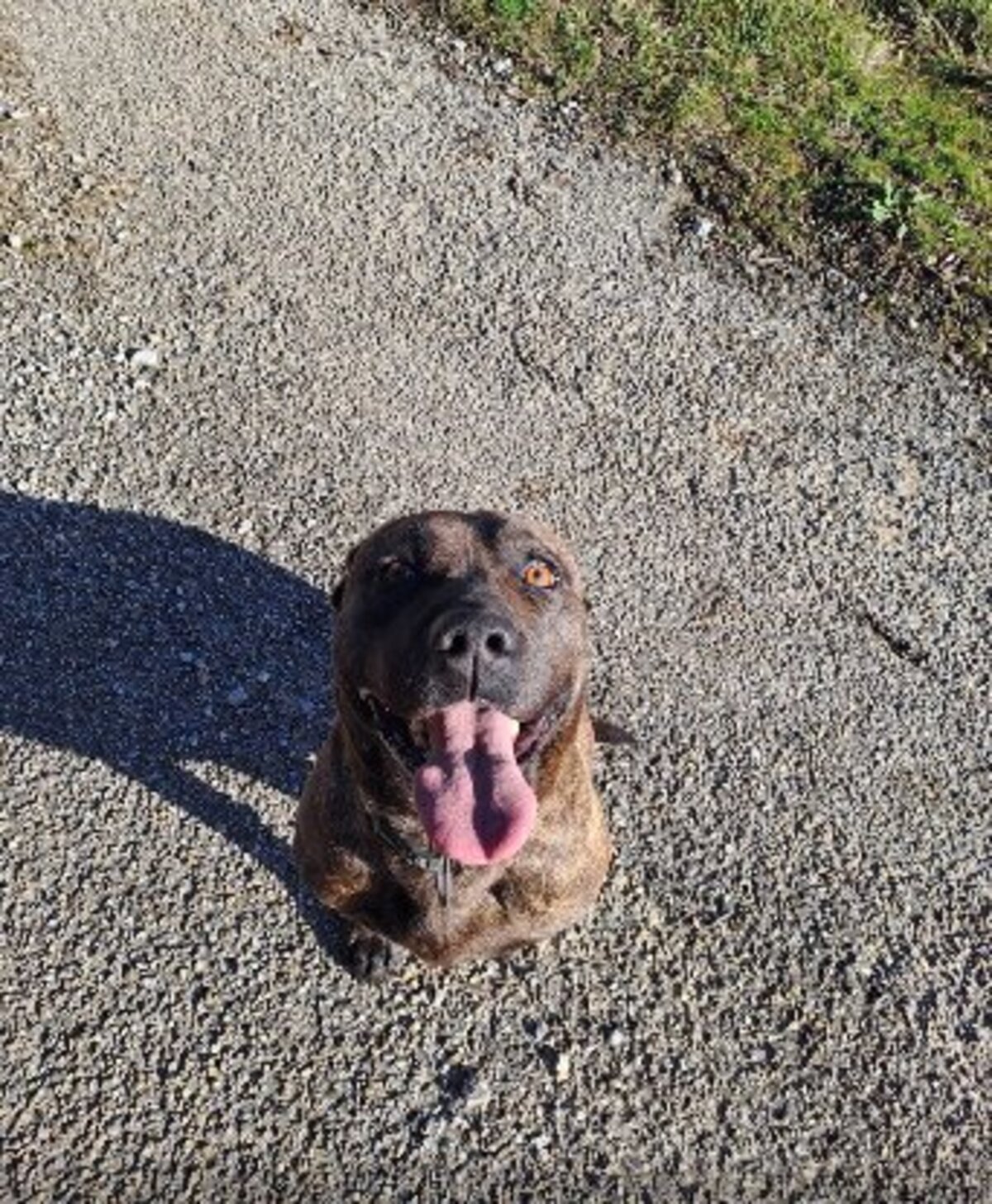 Adoption Ruby