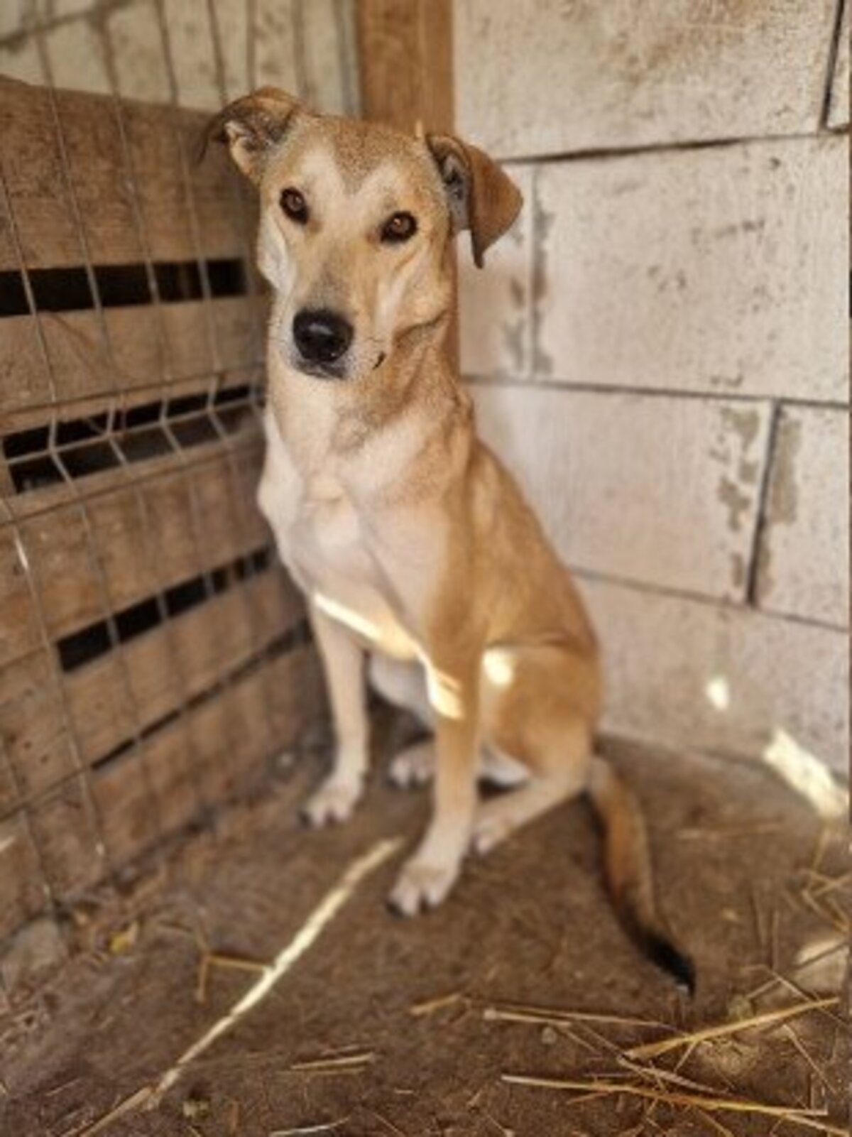 Adoption Rudik