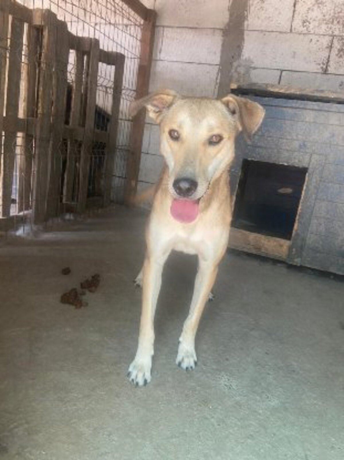 Adoption Rudik