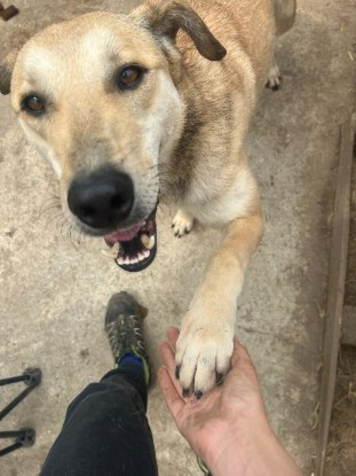 Adoption Rudik