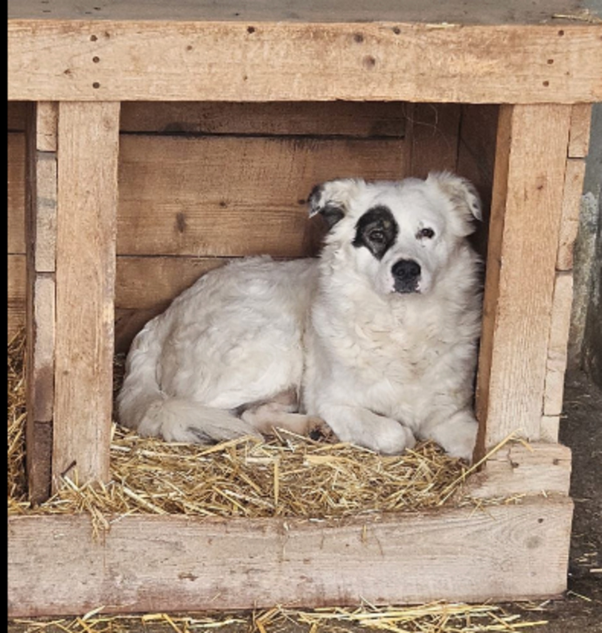 Adoption Rufus