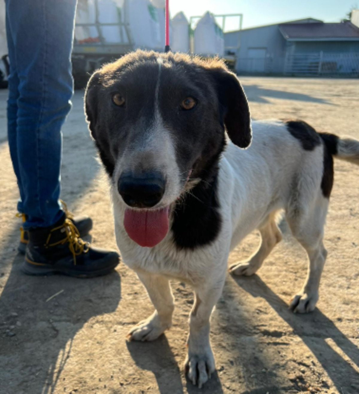 Adoption Rupert