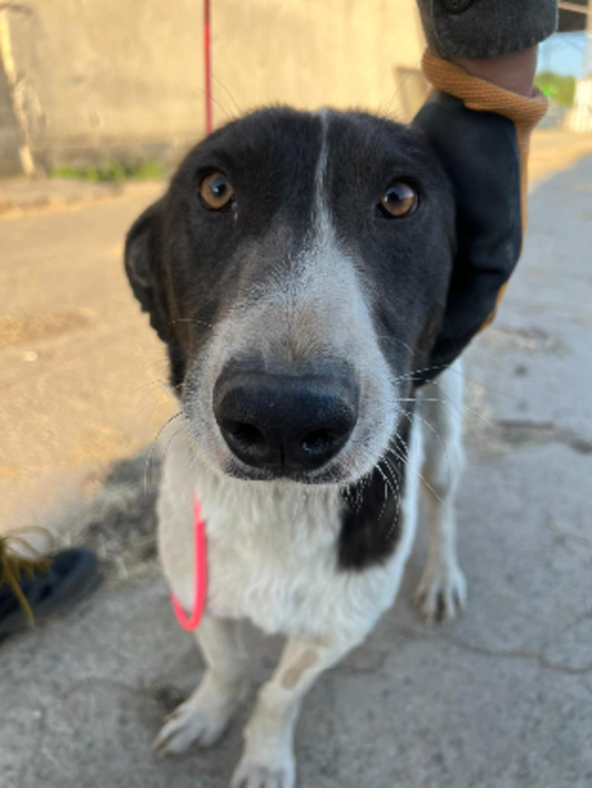 Adoption Rupert