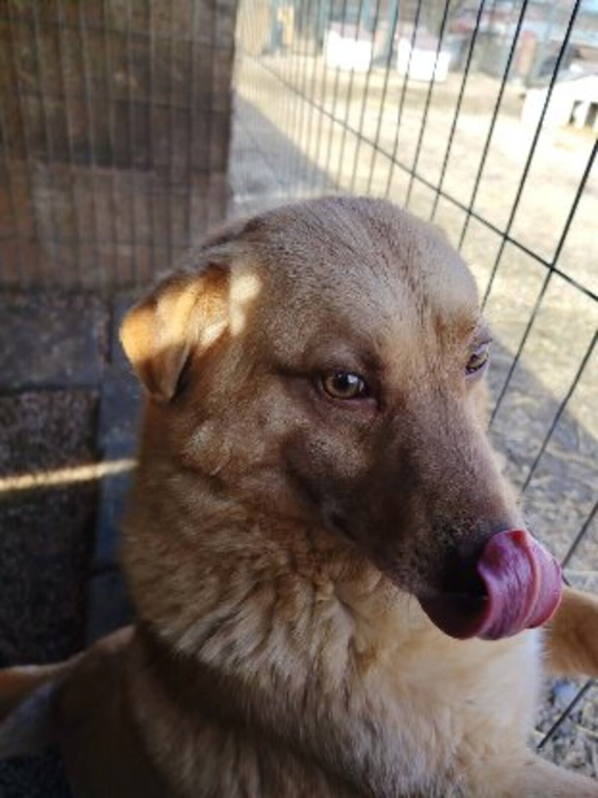 Adoption Ryo