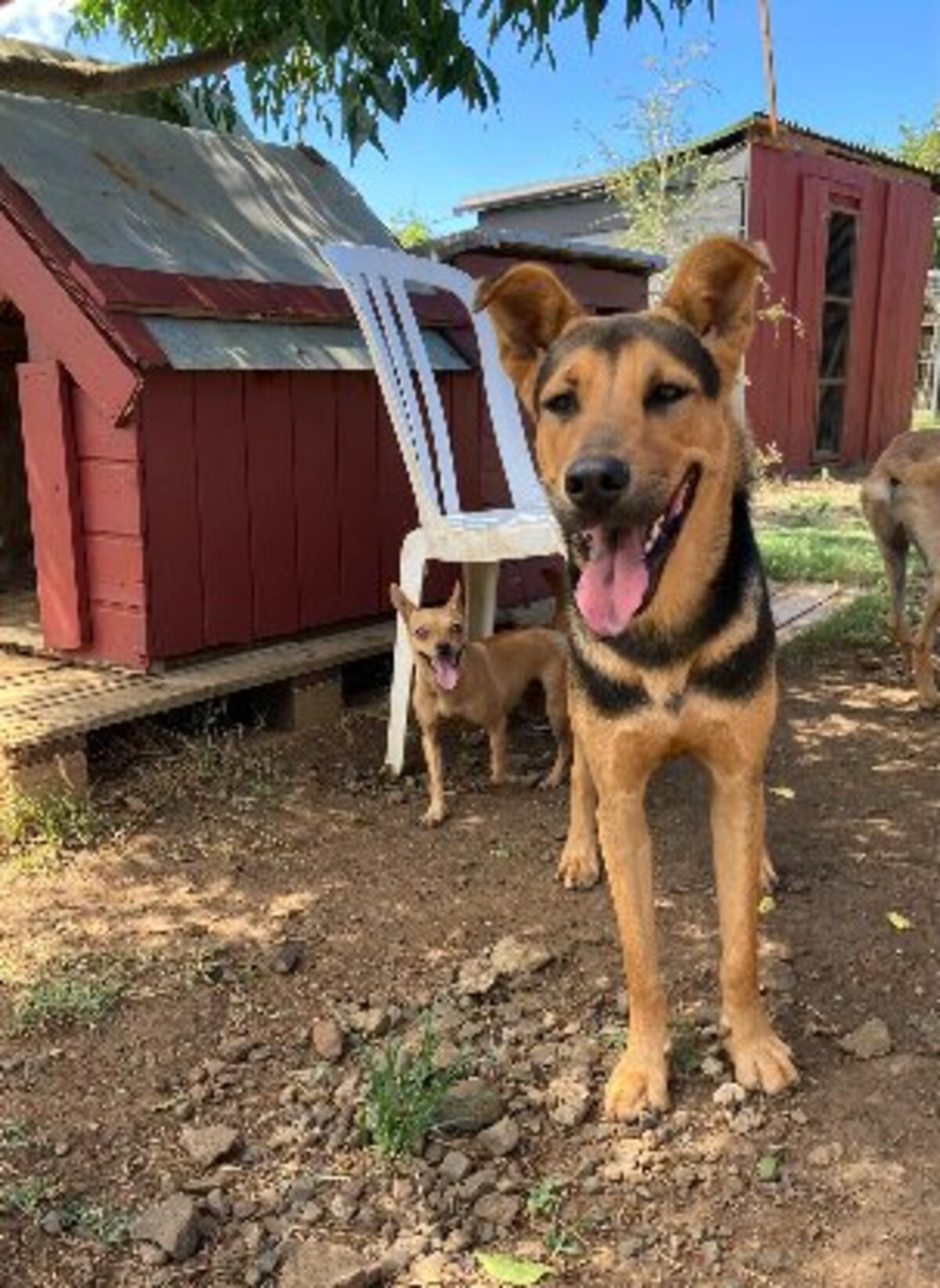 Adoption Ryo