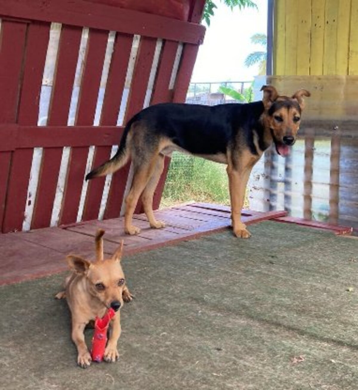 Adoption Ryo