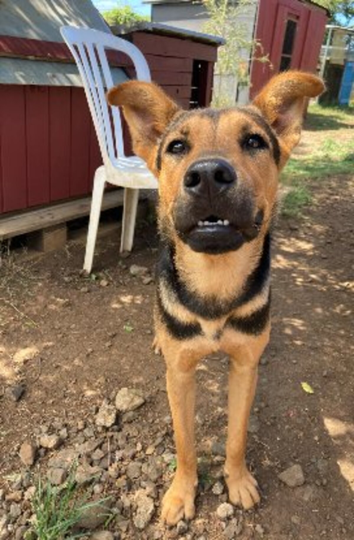 Adoption Ryo