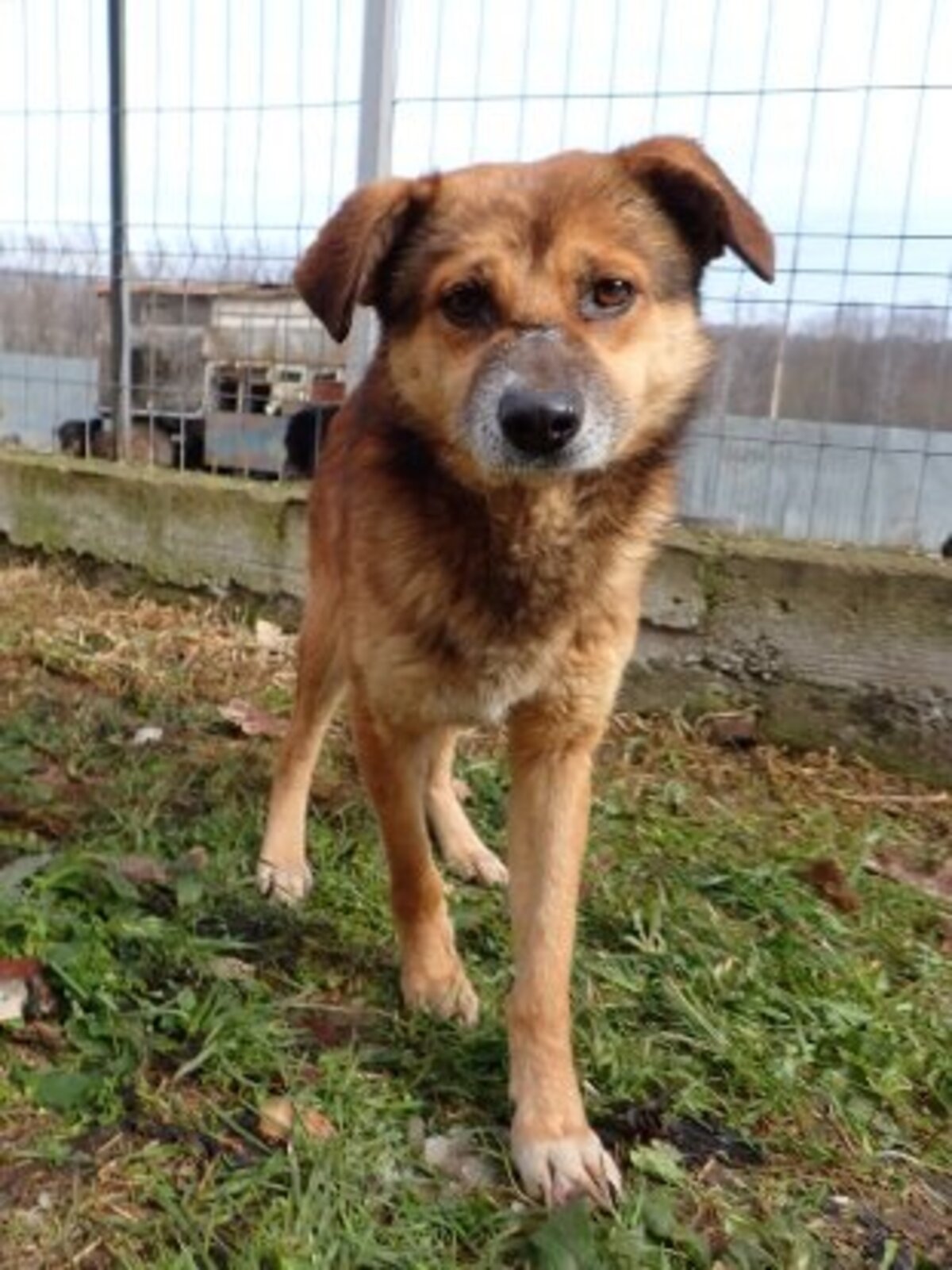 Adoption Sabayon