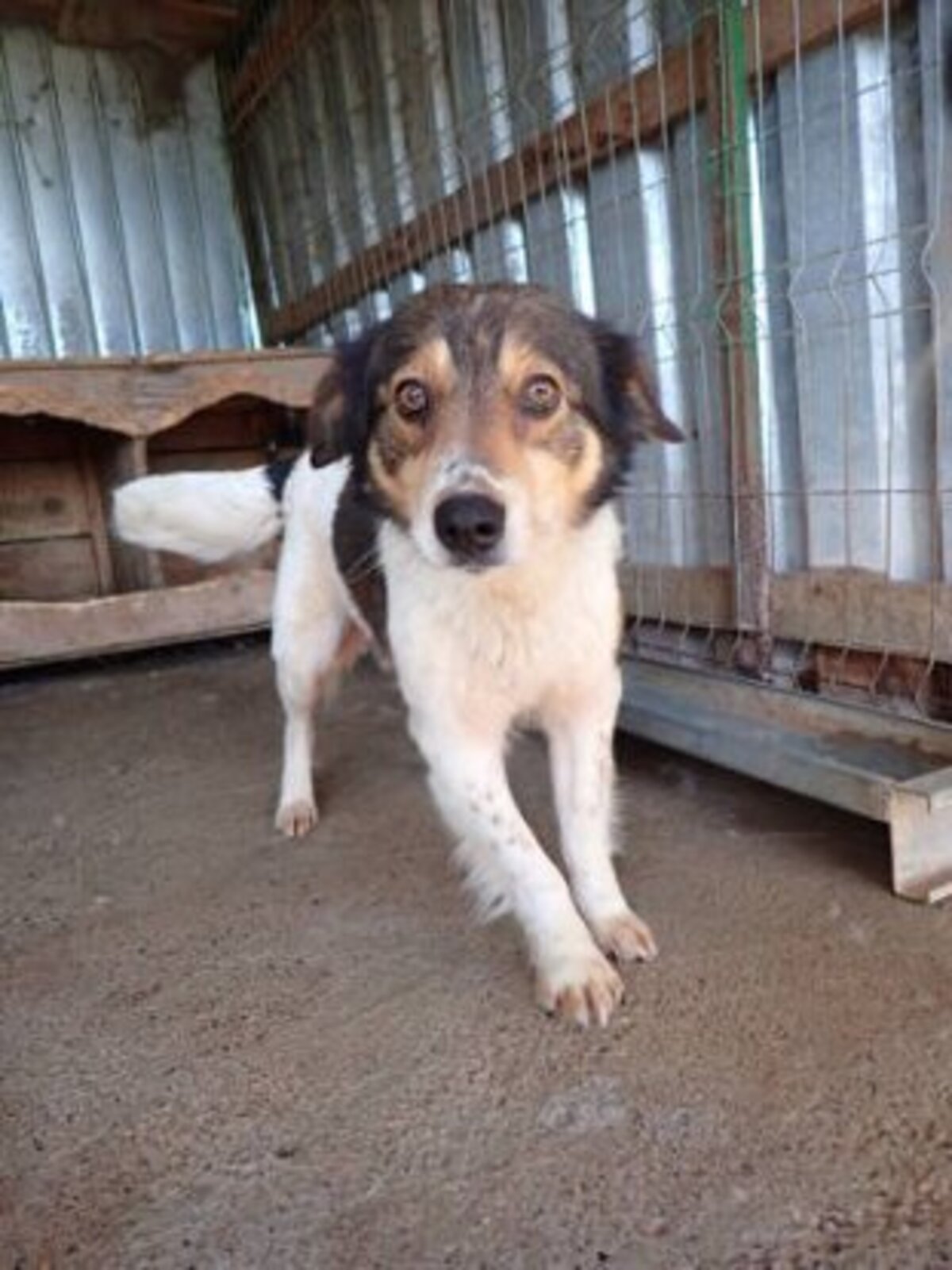 Adoption Sadjy