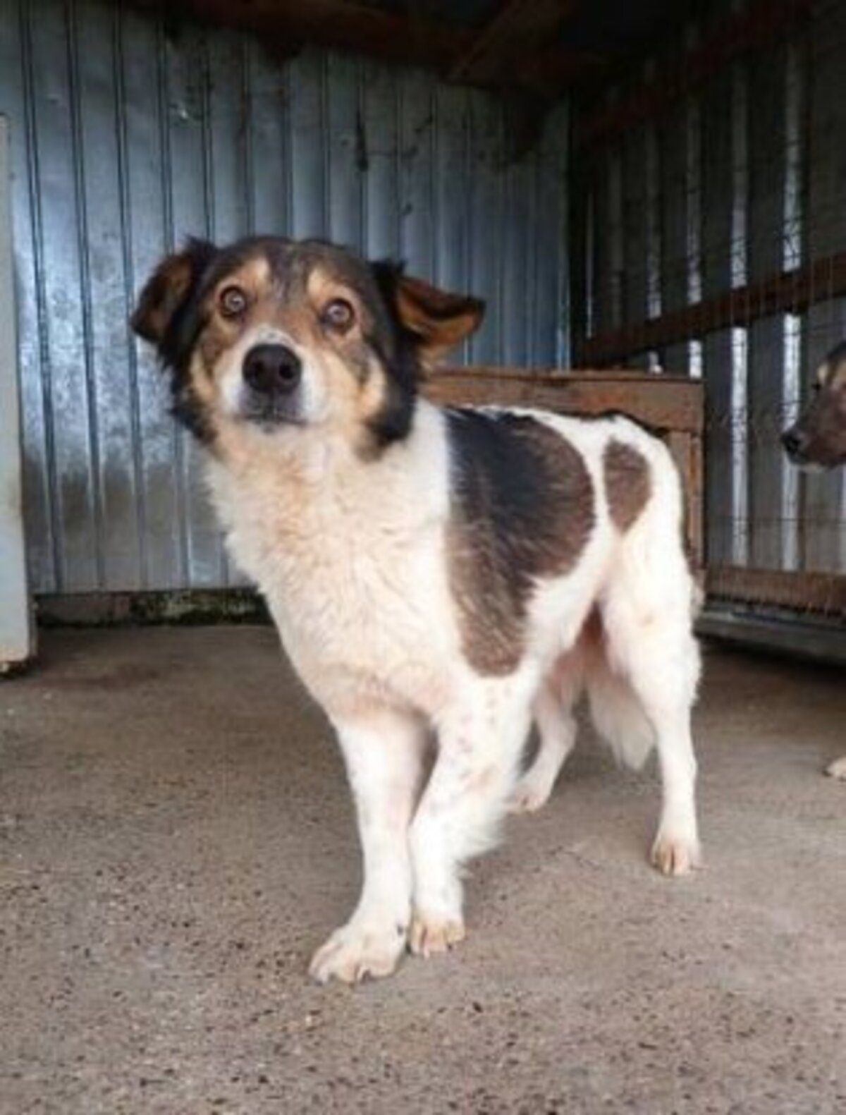 Adoption Sadjy