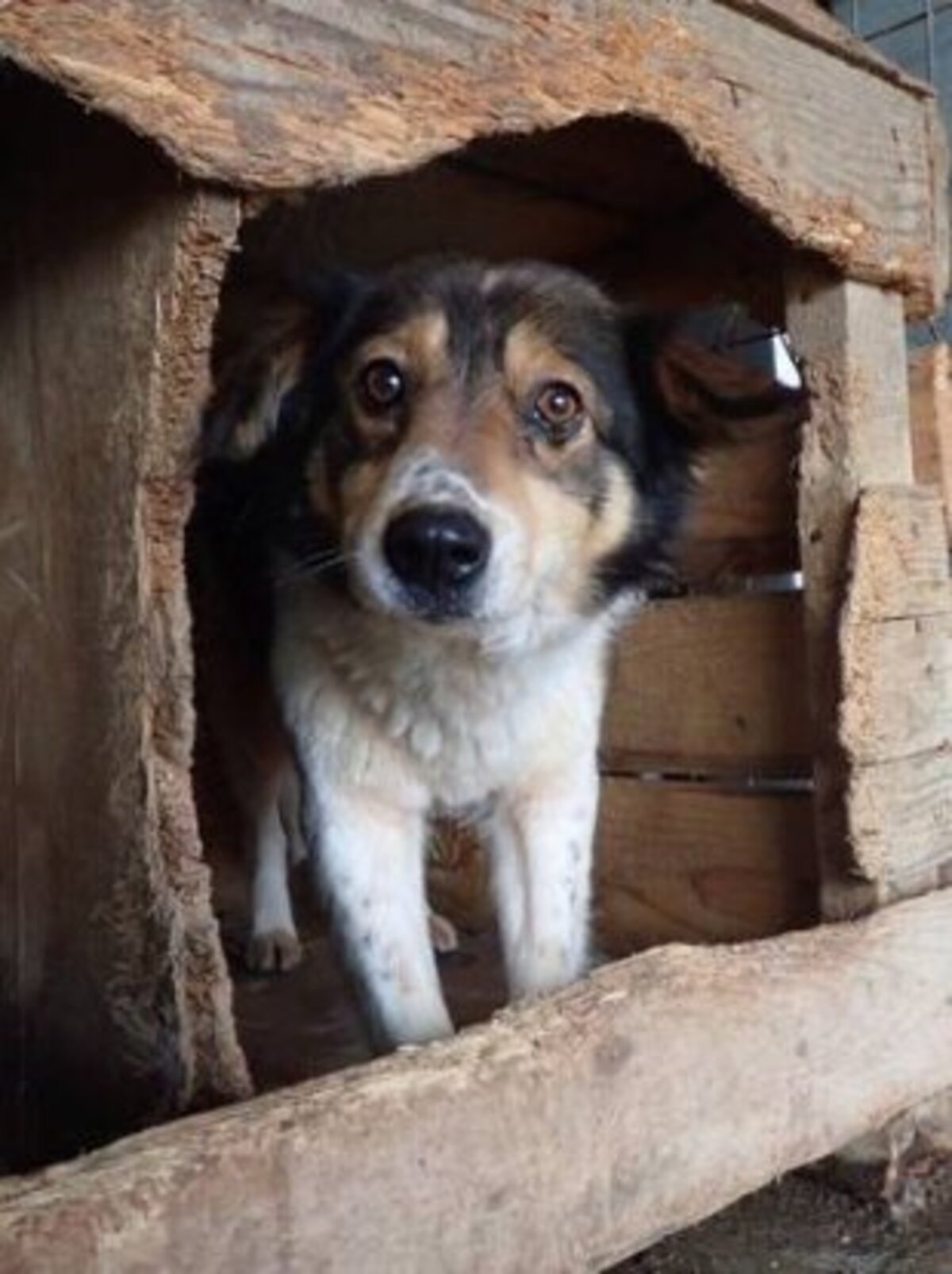 Adoption Sadjy