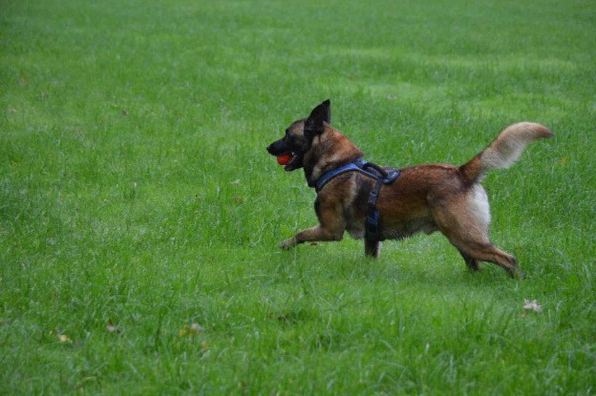 Adoption Sako