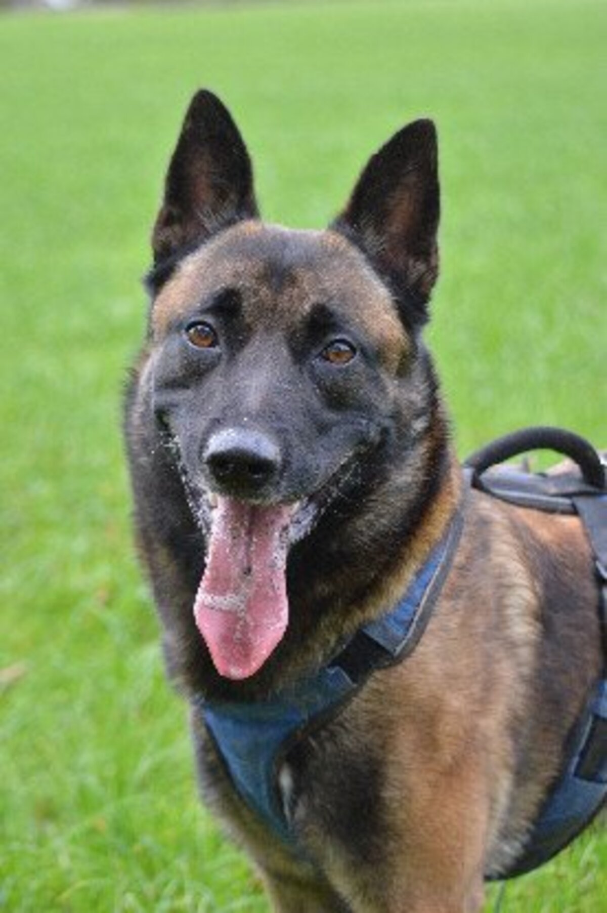 Adoption Sako
