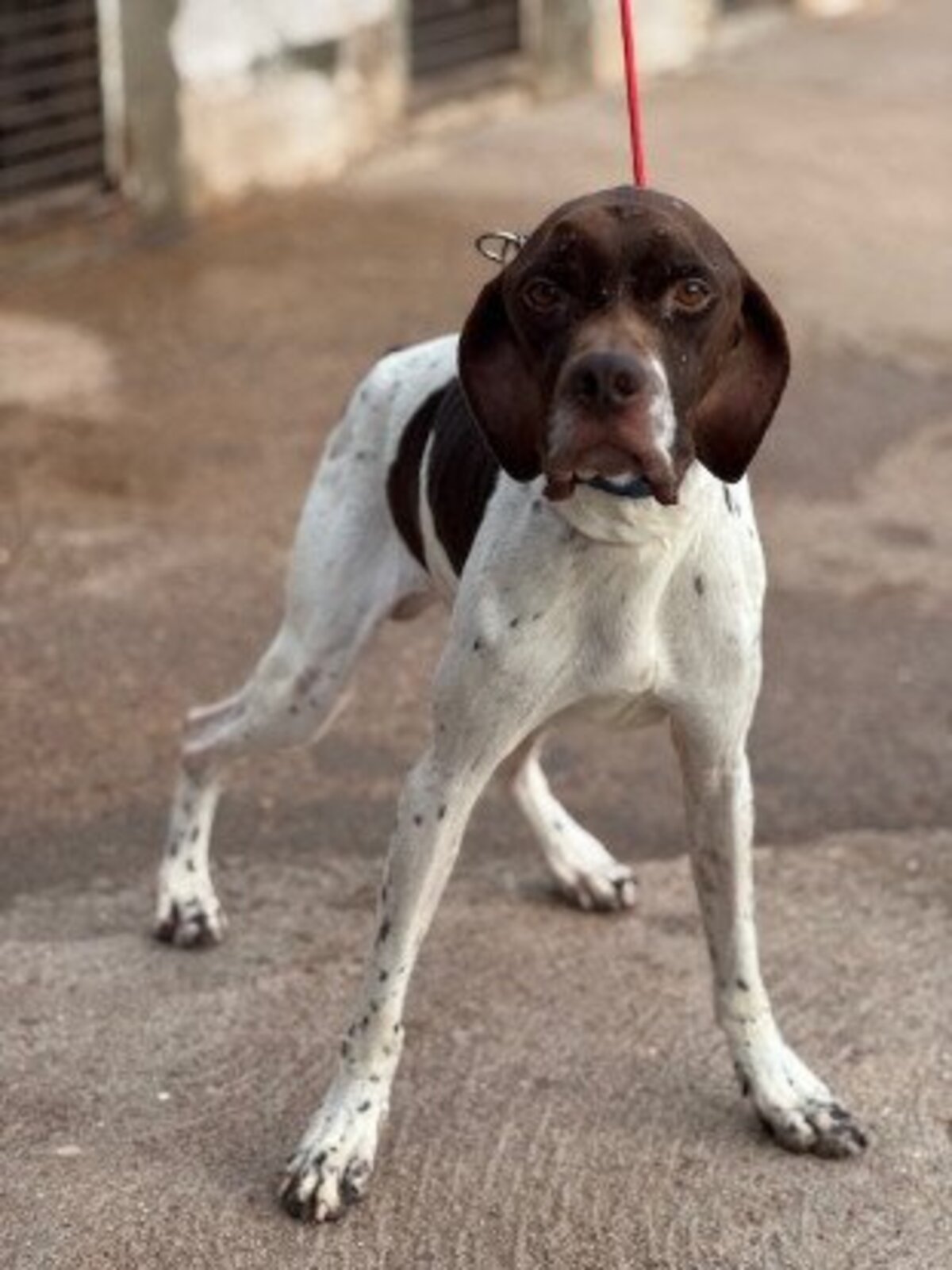 Adoption Salesiano