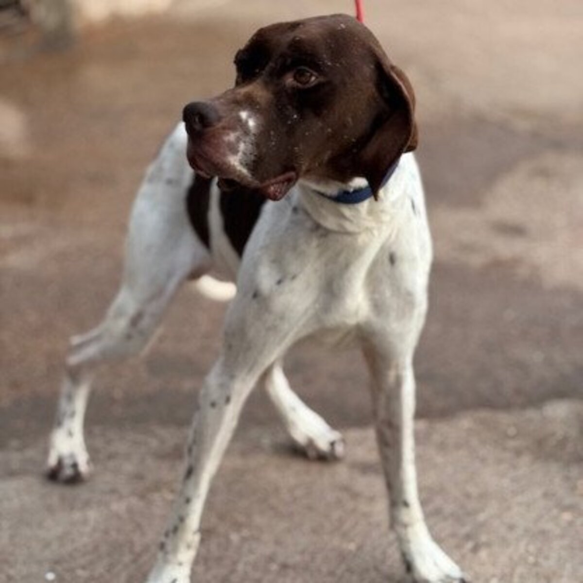 Adoption Salesiano