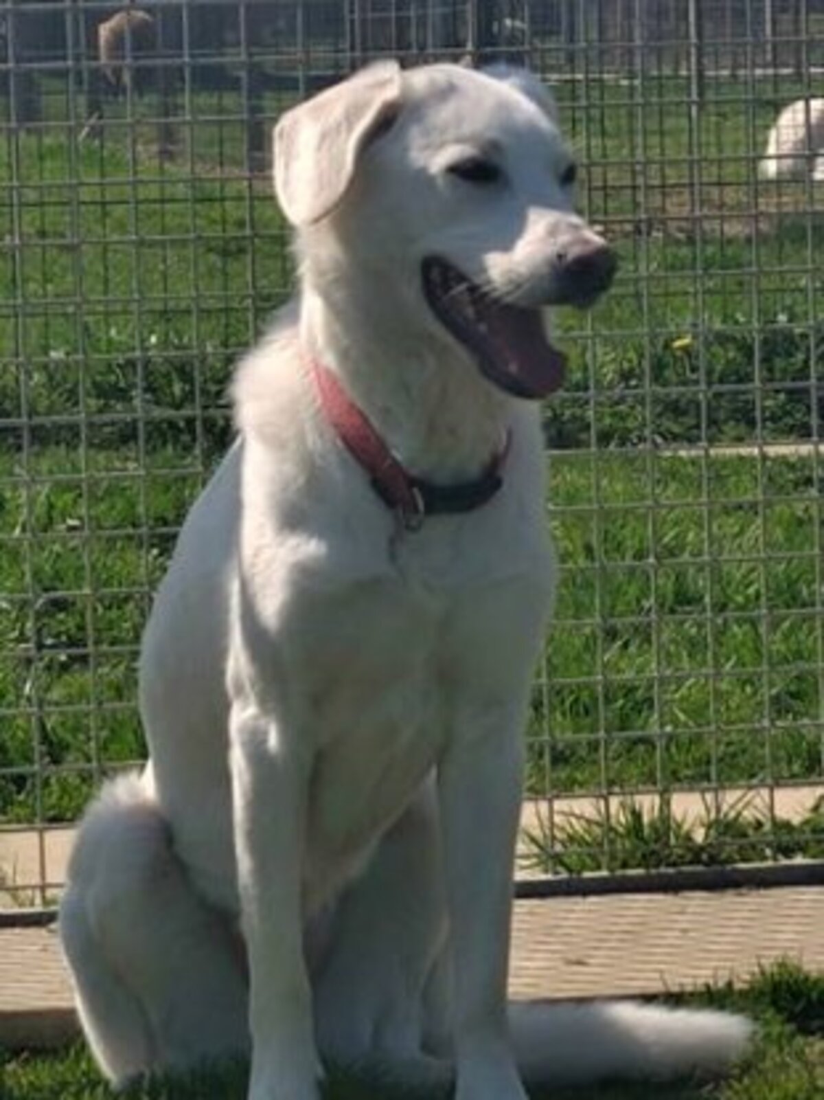 Adoption Samba