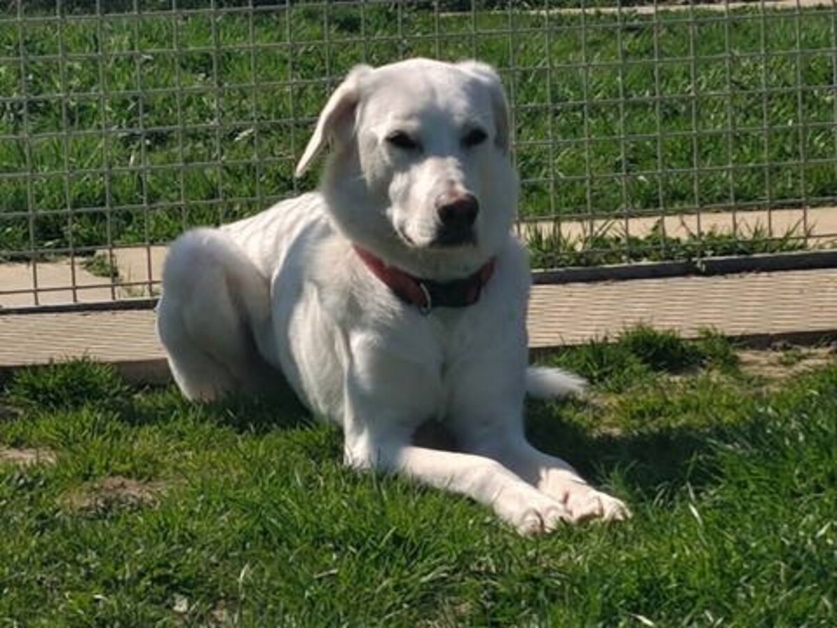Adoption Samba
