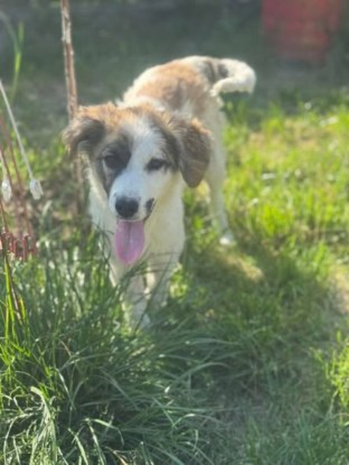Adoption Samba