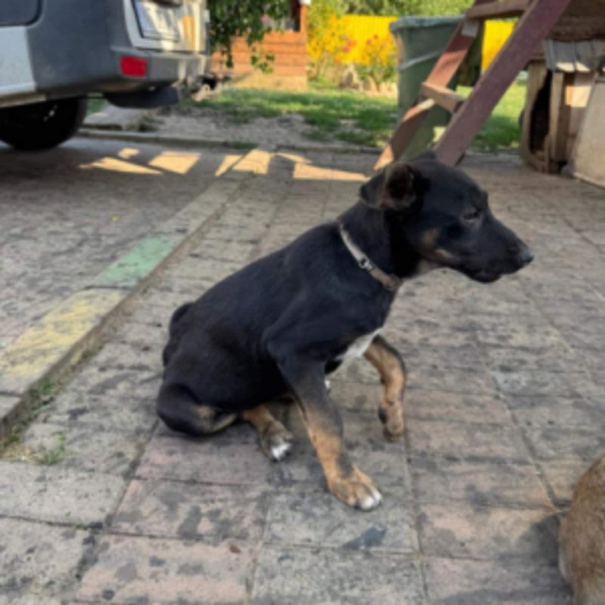 Adoption Samba