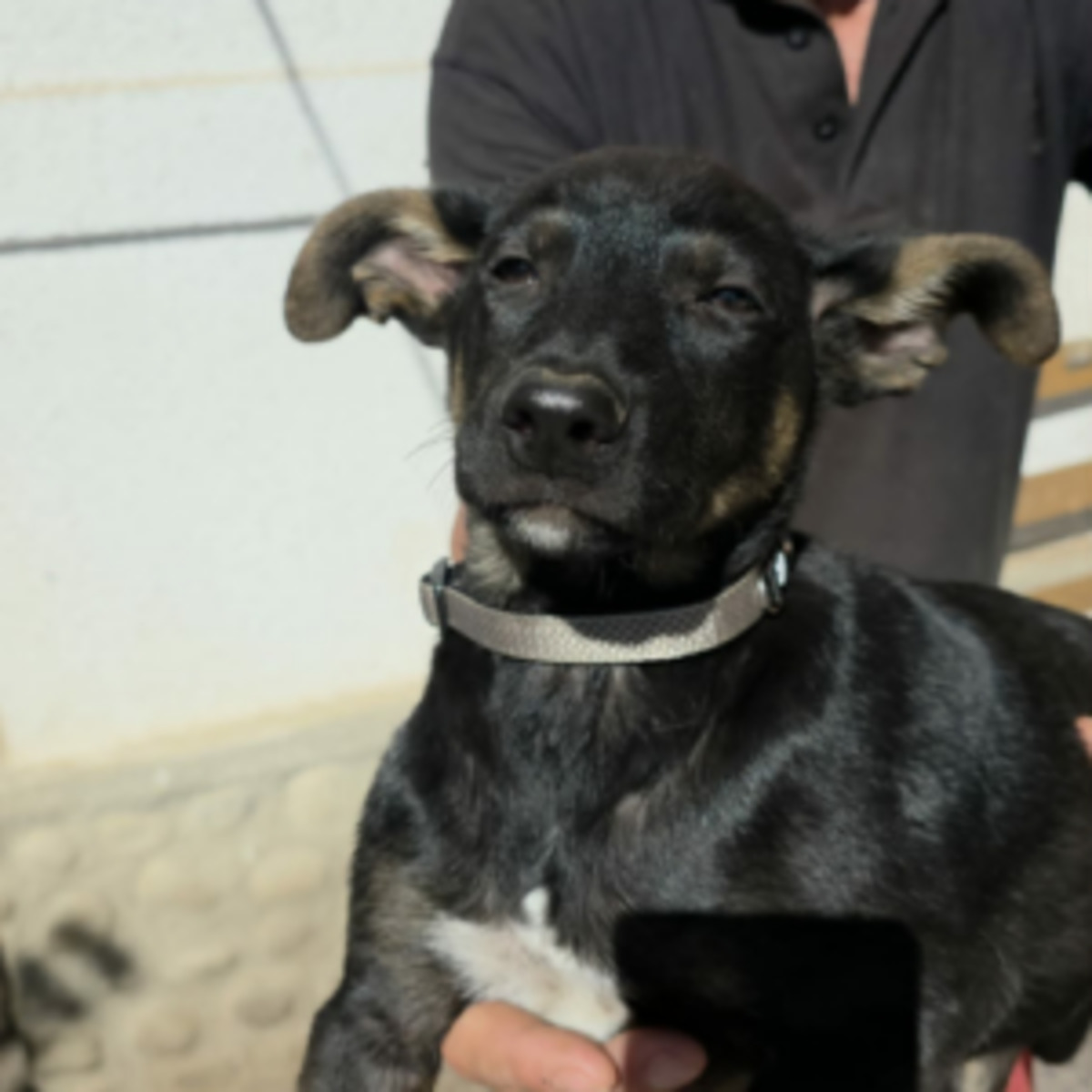Adoption Samba