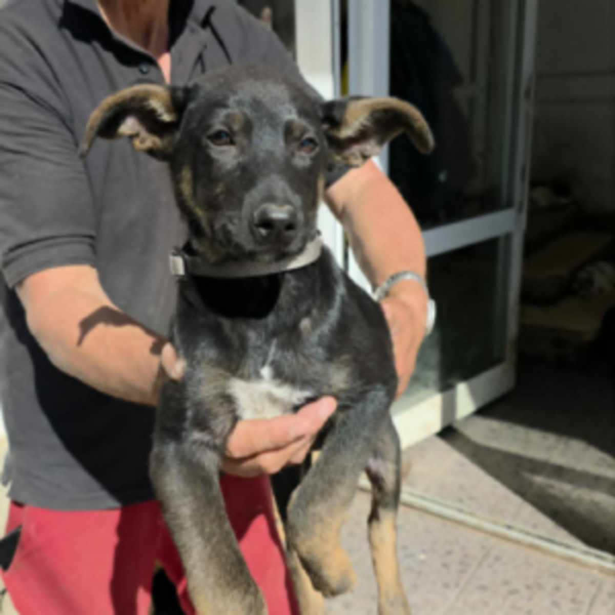 Adoption Samba