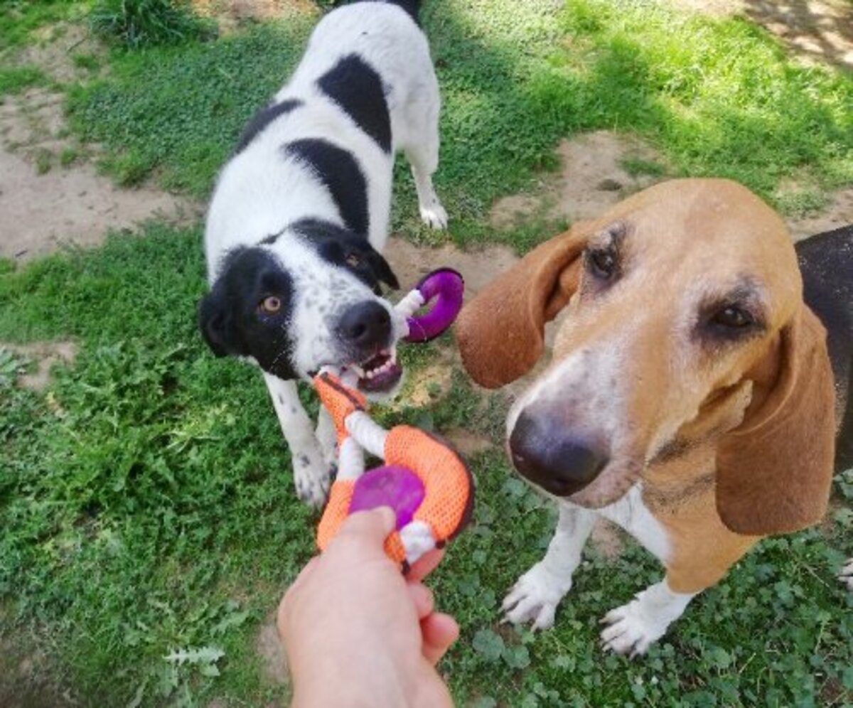 Adoption Sambo